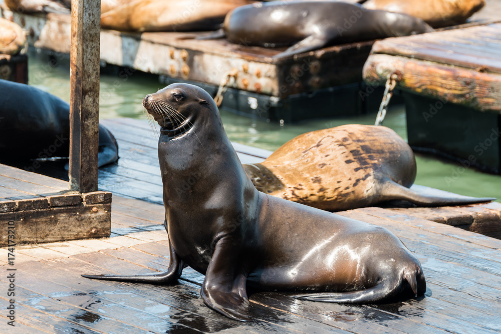Obraz premium lazy sea lions at san francisco pier 39, california