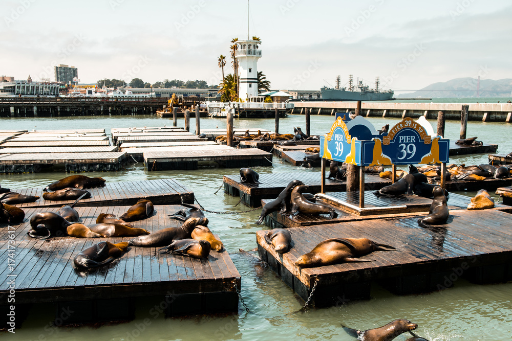 Fototapeta premium leniwe lwy morskie w san francisco pier 39, kalifornia