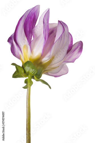 Fototapeta Naklejka Na Ścianę i Meble -  dahlia flower isolated