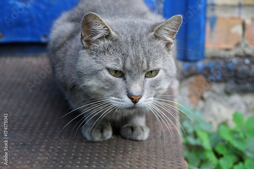 Серый красивый кот сидит на пороге у стены дома  © butus