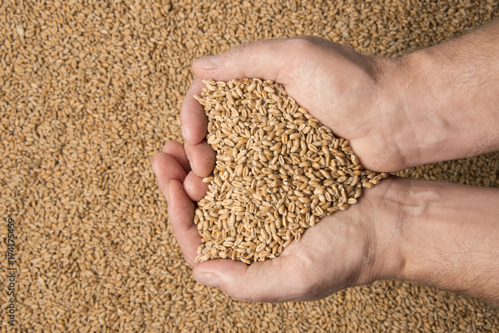 wheat grains in hands - close up wheat grains in hands - close up