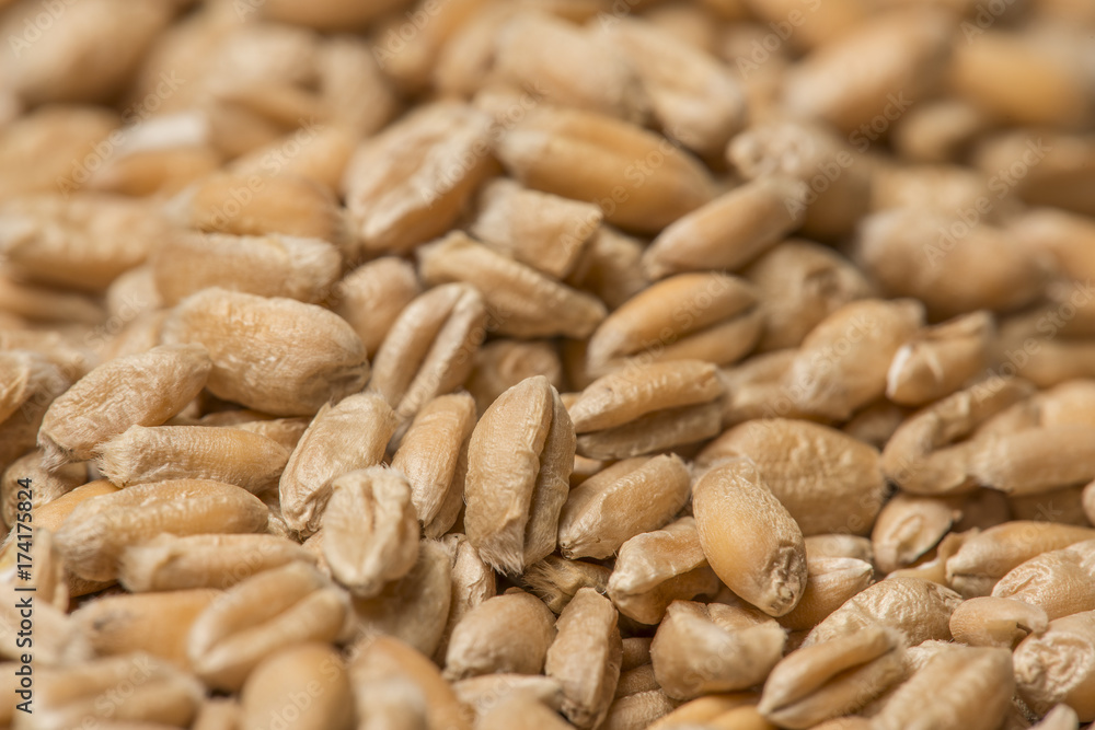 wheat grains close up - in the detail wheat grains close up - in the detail