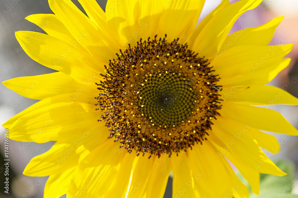 Obraz premium Sunflower