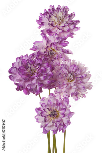 Fototapeta Naklejka Na Ścianę i Meble -  dahlia flower isolated