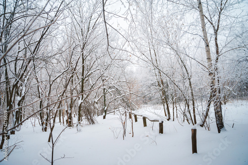 Beautiful snow-covered forest in winter. Branches of fir trees, pines, birches in snow and frost. Freezing day.