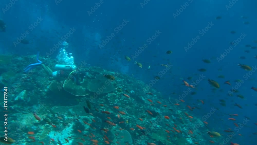 People scuba diving in the sea and admire the coral reef, slow motion shot at 240fps, steadycam shot
People scuba diving in the sea and admire the coral reef, slow motion shot at 240fps, steadycam shot