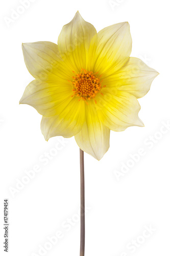 Fototapeta Naklejka Na Ścianę i Meble -  dahlia flower isolated