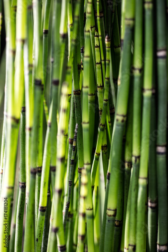 Fototapeta Naklejka Na Ścianę i Meble -  green horsetail stems for beautiful sustainable nature or botanic wallpaper