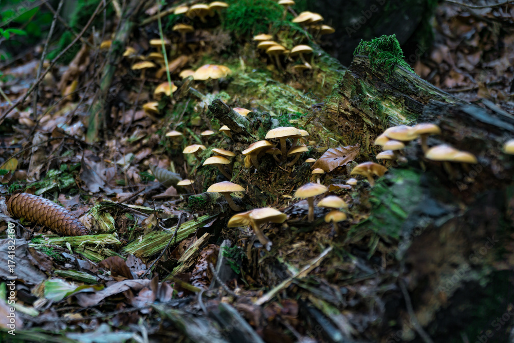 Pilze auf verrottenden Baumstamm im Wald Pilze auf verrottenden Baumstamm im Wald