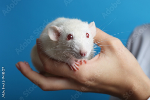 White rat in hands