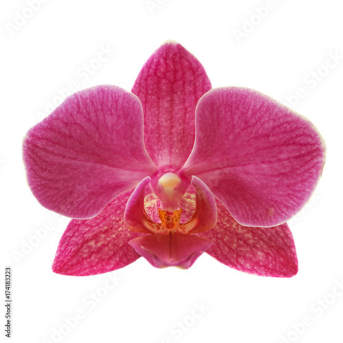 Fototapeta Naklejka Na Ścianę i Meble -  Orchid flower