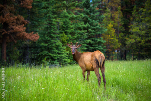 Young male Elk in Banff National Park, Alberta, Canada