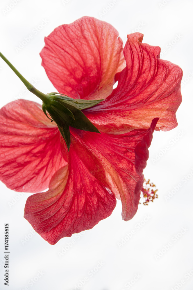 Fototapeta premium Blüten