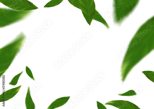 Green fresh spring flying tree leaves over white background