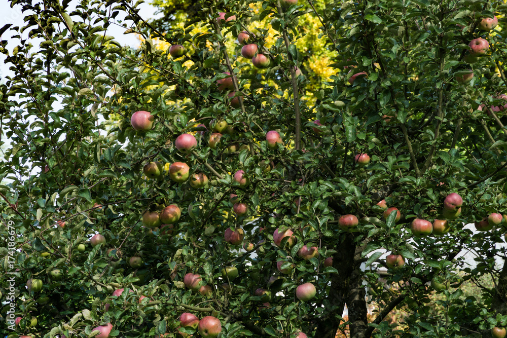 Äpfel an Apfelbaum im Herbst