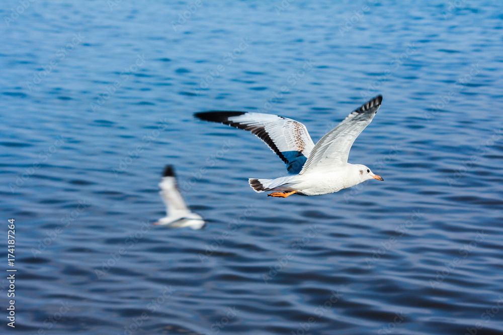 Seagulls flying on blue sea.
