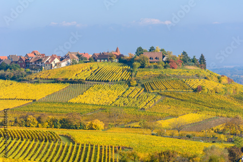 Beautiful autumn landscape with vineyards near the historic village of Riquewihr, Alsace, France - Europe. Colorful travel and wine-making background. Travel destination for vacation.