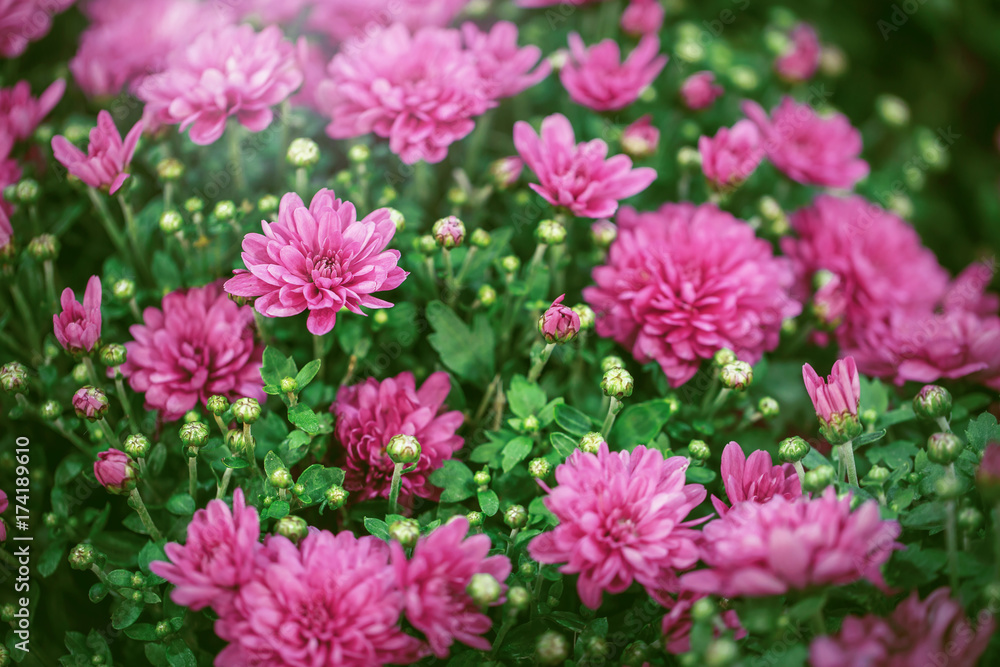 pink flowers in green grass. Nature background pink flowers in green grass. Nature background