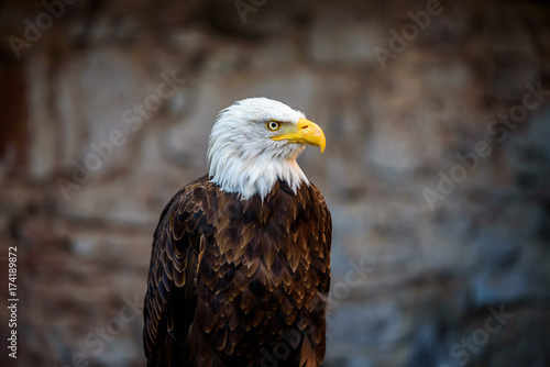 Beautiful bald eagle (lat. haliaeetus leucocephalus) - beautiful wildlife