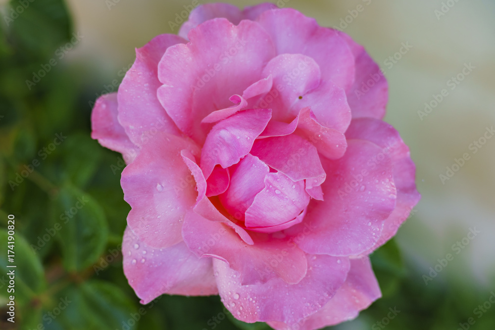 Obraz premium Beautiful red rose blooming