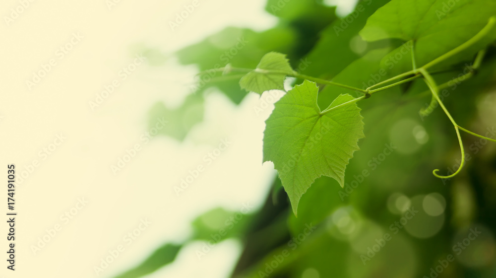 Leaves of grapes Leaves of grapes