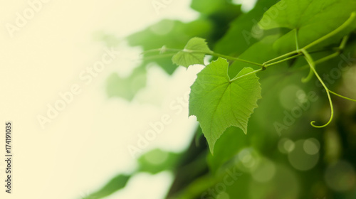 Leaves of grapes