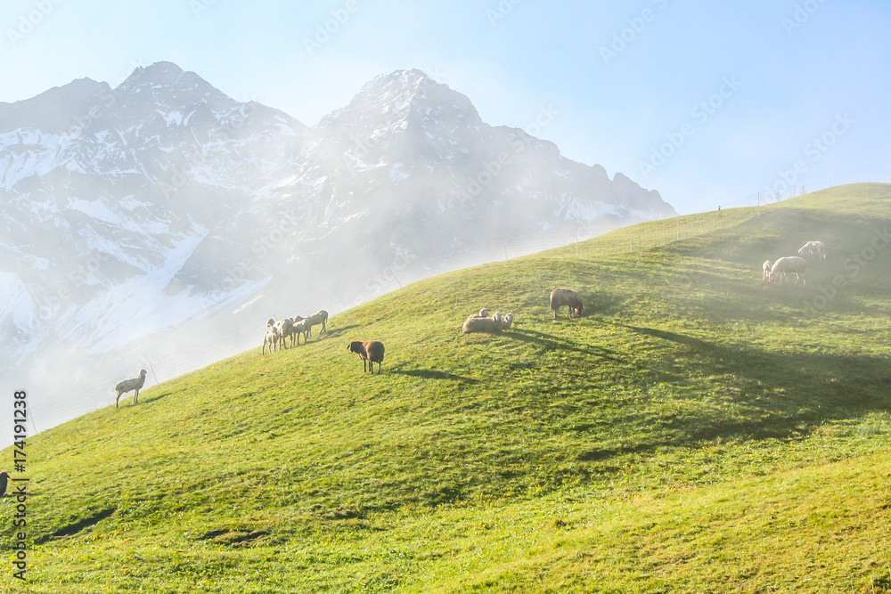 Morning fog in Austrian mountains with sheep