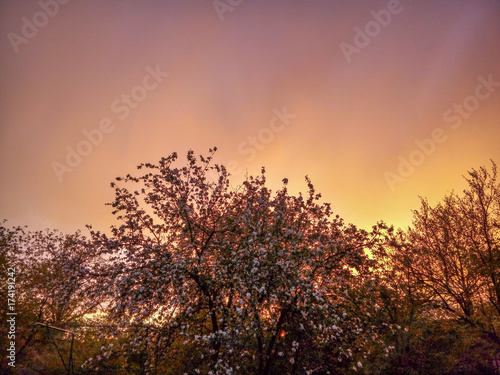 Beautiful sunset cloudy sky with dark silhouettes of blooming trees