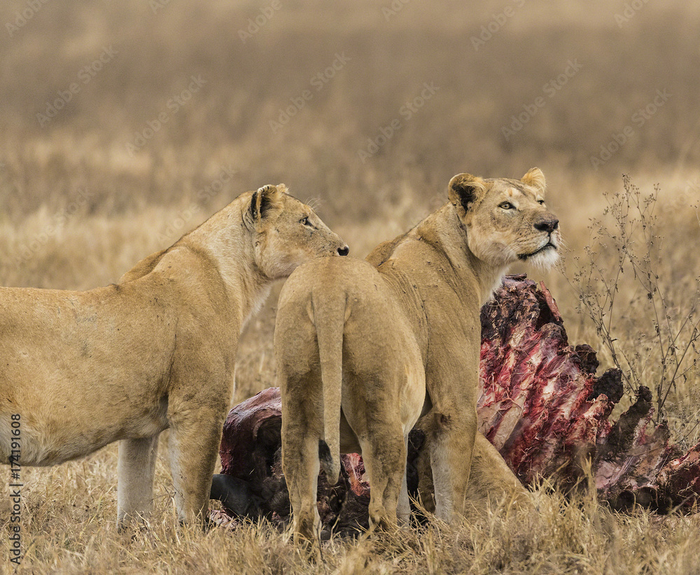 Obraz premium Two adult lions guarding carcass of wildebeest, backs to camera and looking right. Tarangire National Park, Tanzania, Africa