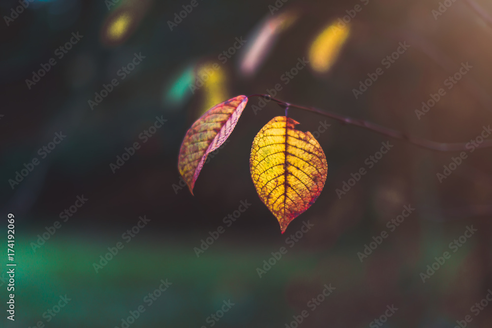 Autumn Leaves Autumn Leaves