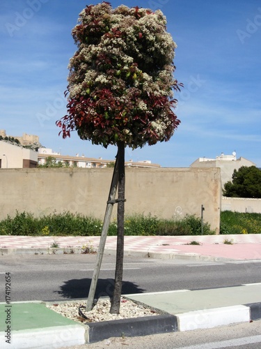 durillo (Viburnum tinus) arbol photo