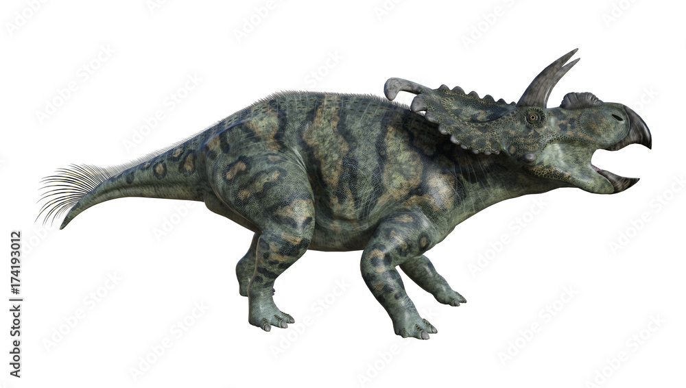 3D Rendering Dinosaur Albertaceratops on White 3D Rendering Dinosaur Albertaceratops on White