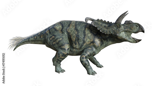 Fototapeta Naklejka Na Ścianę i Meble -  3D Rendering Dinosaur Albertaceratops on White