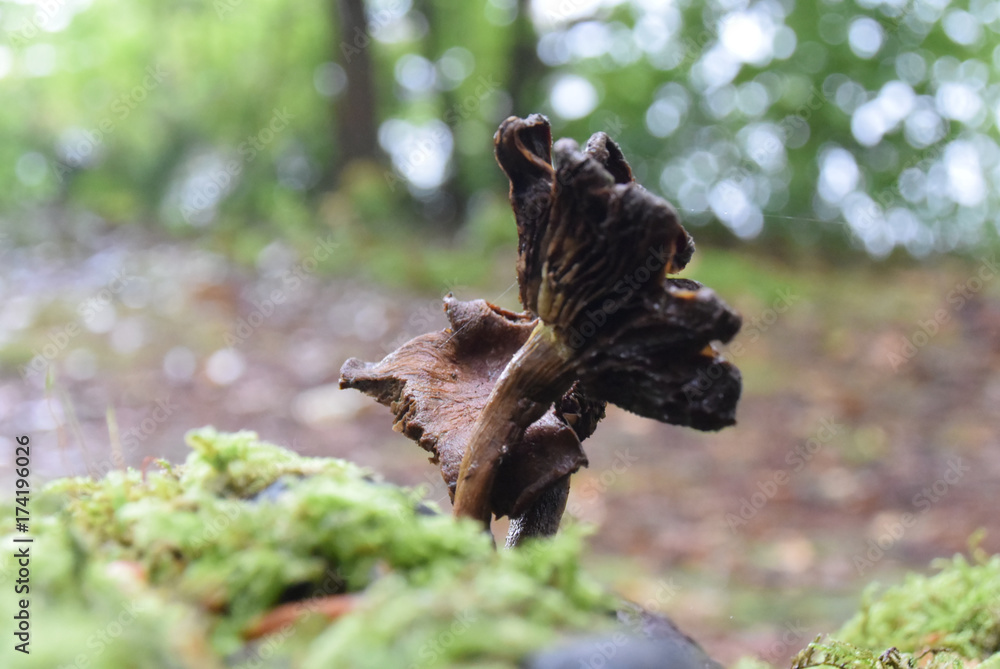 Pilze Pilze