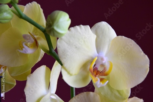 Storczyki Orchidea