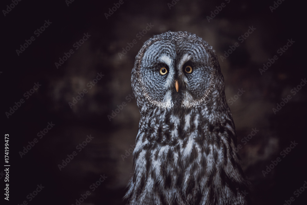 Fototapeta premium Great Grey Owl (also tawny vulture, Science. Strix nebulosa) is a large owl family of owls. Beautiful wildlife.