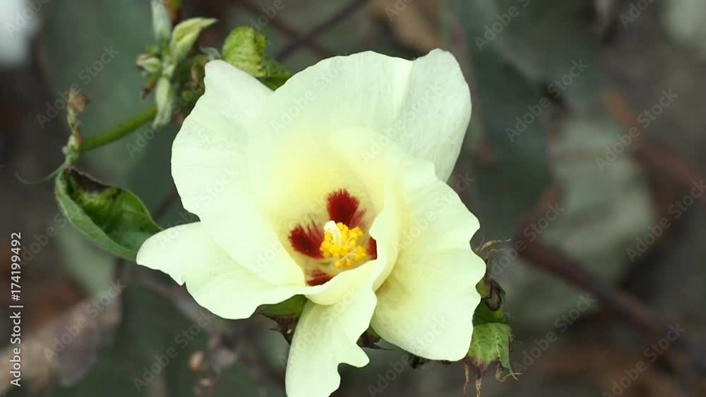 Yellow flower of flowering cotton Yellow flower of flowering cotton