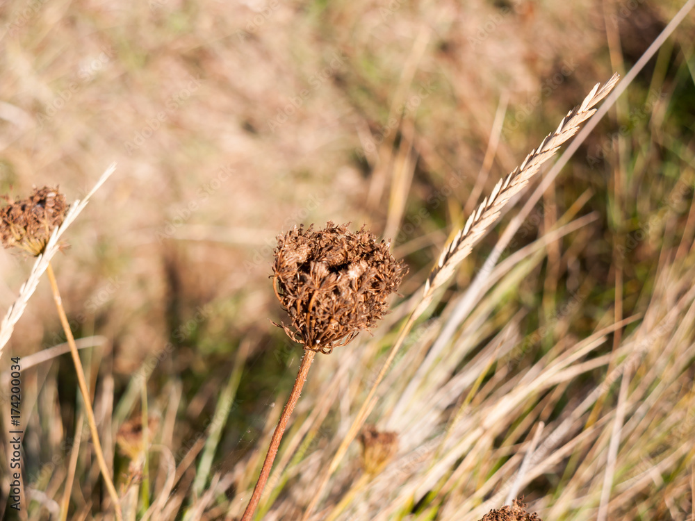 close up of dead brown flower head macro nature close up of dead brown flower head macro nature