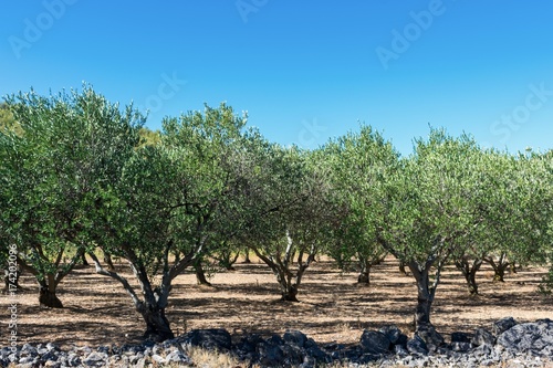 View of an Mediterranean orchard in summer under blue sky