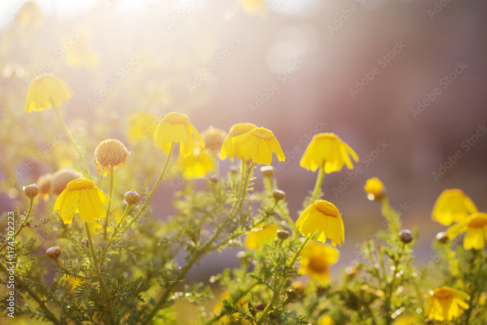 vintage yellow flowers nature spring background