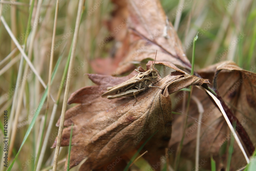 Obraz premium grasshopper
