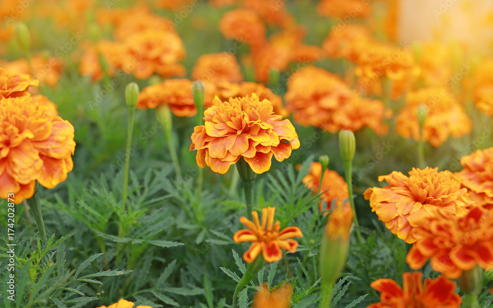 Orange Marigolds (Tagetes erecta, Mexican marigold, Aztec marigold, African marigold)
