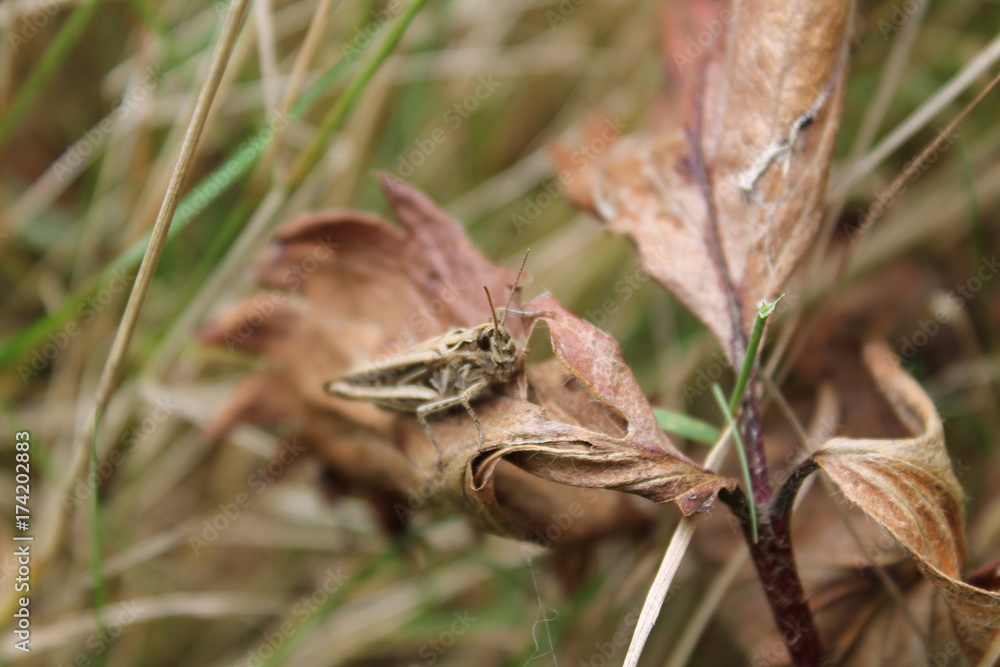grasshopper grasshopper