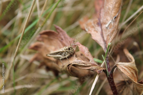 grasshopper