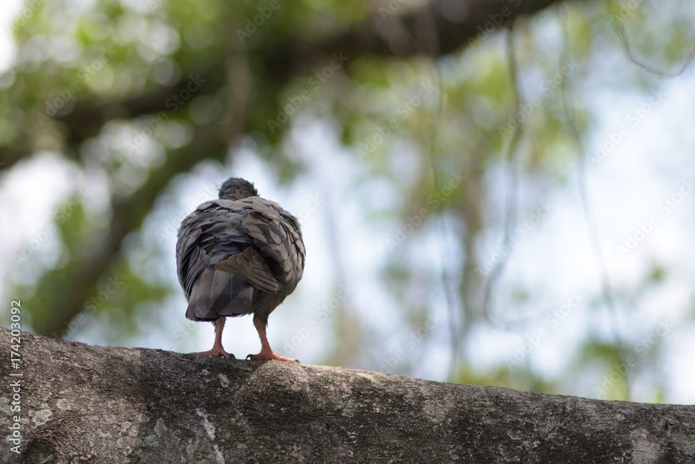 Obraz premium Bird turn back sits on a tree.