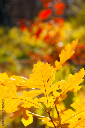 yellow oak leaves with blurred autumn background, autumn closeup shot