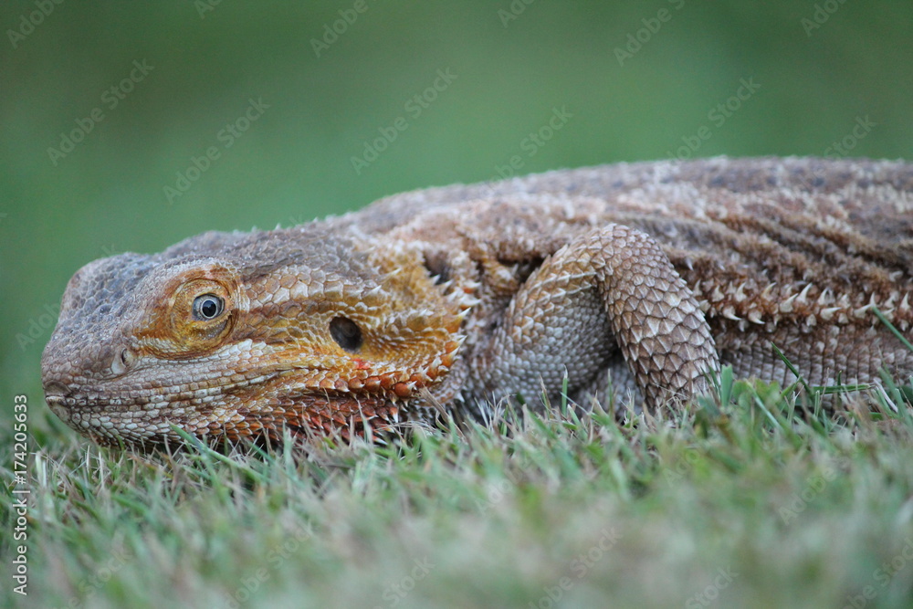 Obraz premium bearded dragon