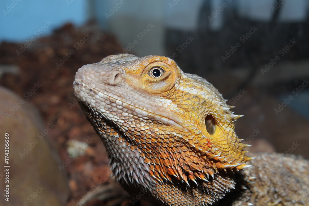 Obraz premium bearded dragon