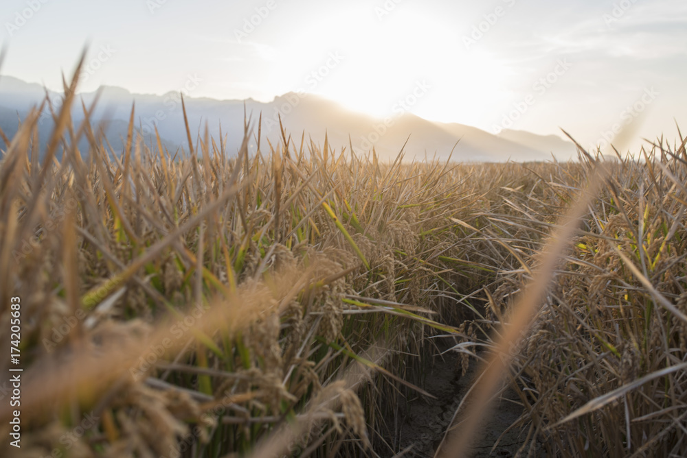 Fototapeta premium Campo de arroz en el atardecer