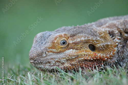 bearded dragon